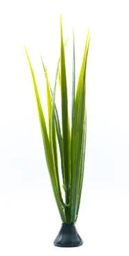 Clump of grass Stock Photos