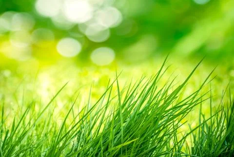 Clump of grass Stock Photos