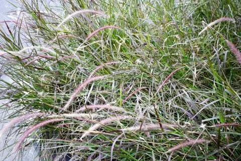 Clump of grass Stock Photos