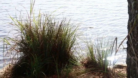 Clump of grass on riverside Stock Footage 95707524