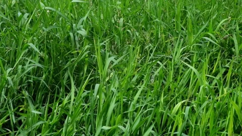 A clump of green grass floating on the lake Stock Footage 306666091