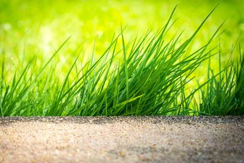 Clump of green grass Stock Photos