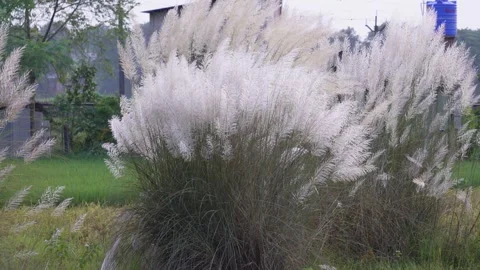 Clump of Kans grass Stock Footage 326323922