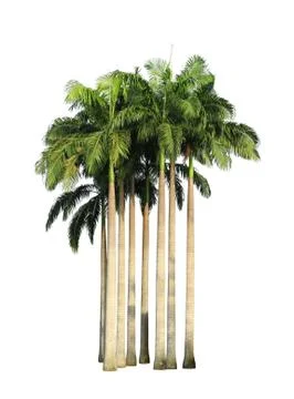 Clump of palm trees Stock Photos