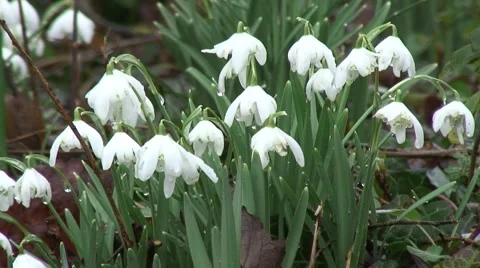 Clump of Snowdrops 01 Stock Footage 47169208