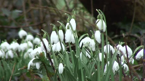 Clump of Snowdrops 04 Stock Footage 47170023