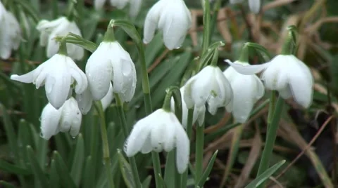 Clump of Snowdrops 05 Stock Footage 47167886