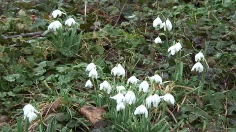Clump of Snowdrops 06 Stock Footage 47169403