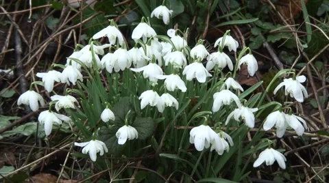 Clump of Snowdrops 07 Stock-Footage 47167811