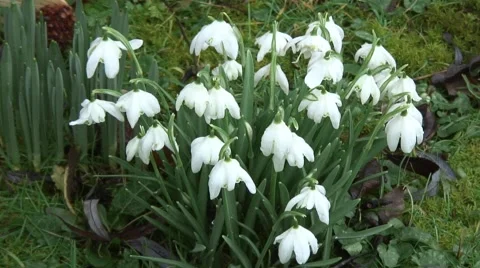 Clump of Snowdrops 08 Stock Footage 47170013