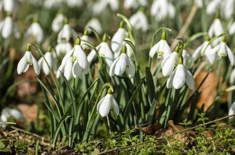 Clump of Snowdrops in Spring Stock Photos