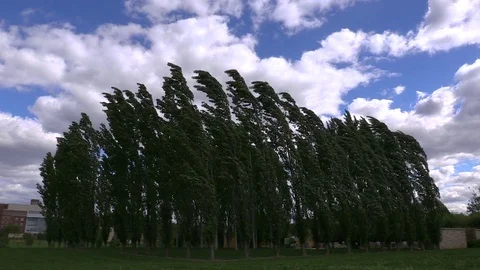 Clump of Trees blowing in wind wide shot Stock Footage 76406418