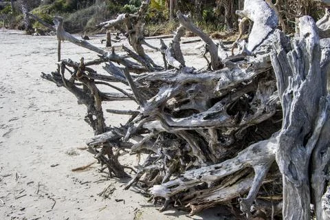 Clump of trees Stock Photos