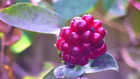 A clump of UK native Red Honeysuckle Berries Lonicera Periclymenum 스톡 동영상 249710811