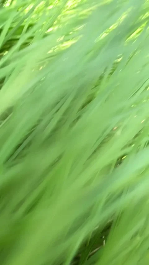 Clump of weeds on the side of the road Stock Footage 296455654
