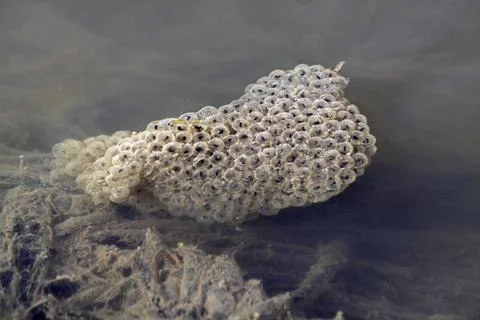 Clumps of Common Frog spawn in the water Foto stock