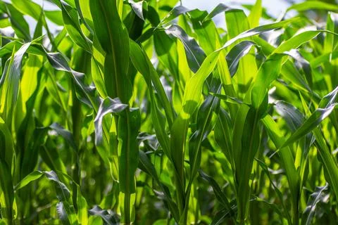 Clumps of corn plants thrive in the fields, green with young stems Stock Photos