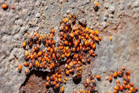 Clumps of firebug on the concrete surface. Pyrrhocoris apterus colony Stock Photos