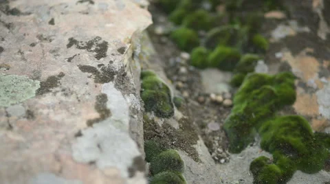 Clumps of moss spread on the ground and stone,  outdoor natural background Stock Footage 62236640