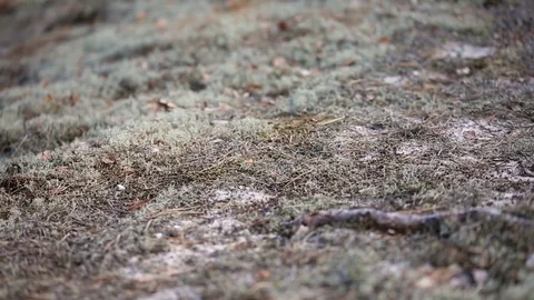 Clumps of moss spread on the ground in the forest Vidéo 84071627