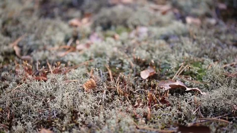 Clumps of moss spread on the ground in the forest Video stock 84071651