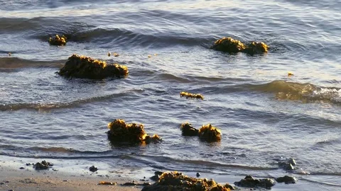 Clumps Of Seaweed On Beach Stock-Footage 76337810