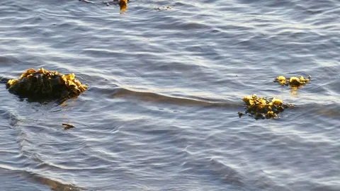 Clumps Of Seaweed On Beach Stock Footage 76340689