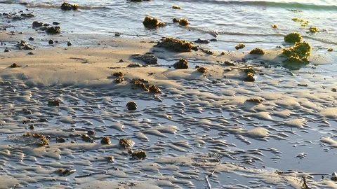 Clumps Of Seaweed On Beach Stock Footage 76341829