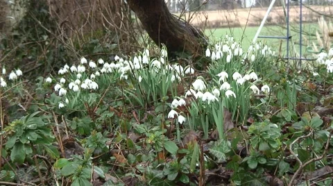 Clumps of Snowdrops 02 Video stock 47168002