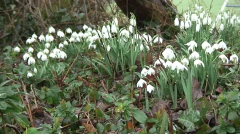 Clumps of Snowdrops 03 Stock Footage 47167904