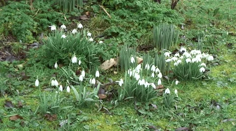 Clumps of Snowdrops 09 Stock Footage 47167828