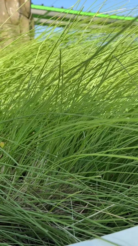 Clumps of wild grass blown by the wind Stock Footage 296455884