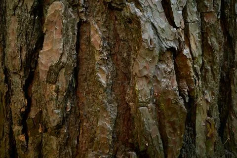 Clumsy bark of pine tree. A textured surface of evergreen wood. Close-up photo Stock Photos