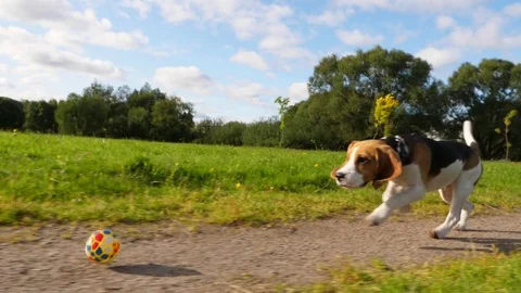 Clumsy dog try to catch rolling toy ball, but miss and step over, slow motion Stock Footage 79734971