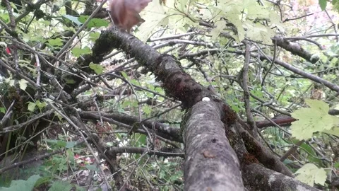 Clumsy Red Squirrel, knocks nut off branch, looks at wild camera,  Stock Footage 140686828