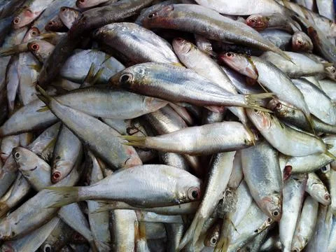 Clupeid herring Foto stock