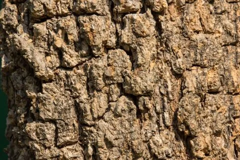 Cluse up of Indian cork tree Stock Photos