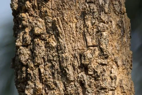 Cluse up of Indian cork tree Stock Photos