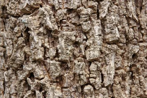 Cluse up of Indian cork tree Stock Photos