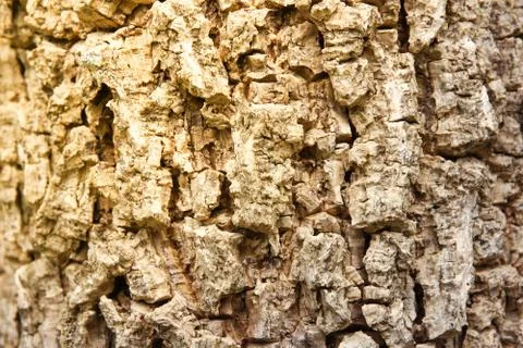 Cluse up of Indian cork tree Stock Photos