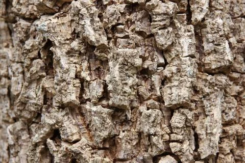 Cluse up of Indian cork tree Stock Photos