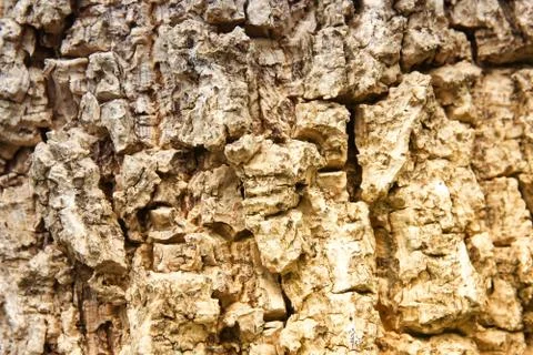 Cluse up of Indian cork tree Stock Photos