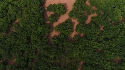 Cluster of African Trees Stock Footage 167615284