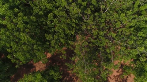 Cluster of African Trees Stock Footage 167615364