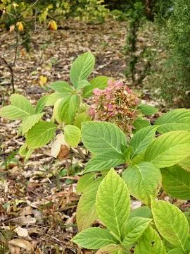 Cluster of aging pink hydrangea flowers with petals fading in the sunlight, s Stock Photos