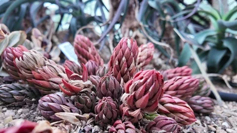 Cluster of Aloe Succulent Rosettes in Desert Garden Stock Footage 314042134