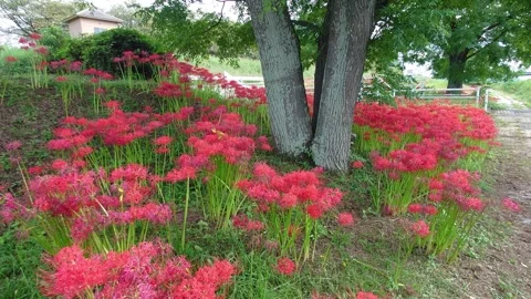 Cluster amaryllis along the river (Ozai, Oita City, Oita Prefecture) Stock Footage 342320129