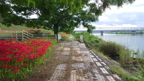 Cluster amaryllis along the river (Ozai, Oita City, Oita Prefecture) Stock Footage 342320136