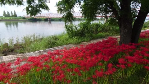 Cluster amaryllis along the river (Ozai, Oita City, Oita Prefecture) Stock Footage 342320140