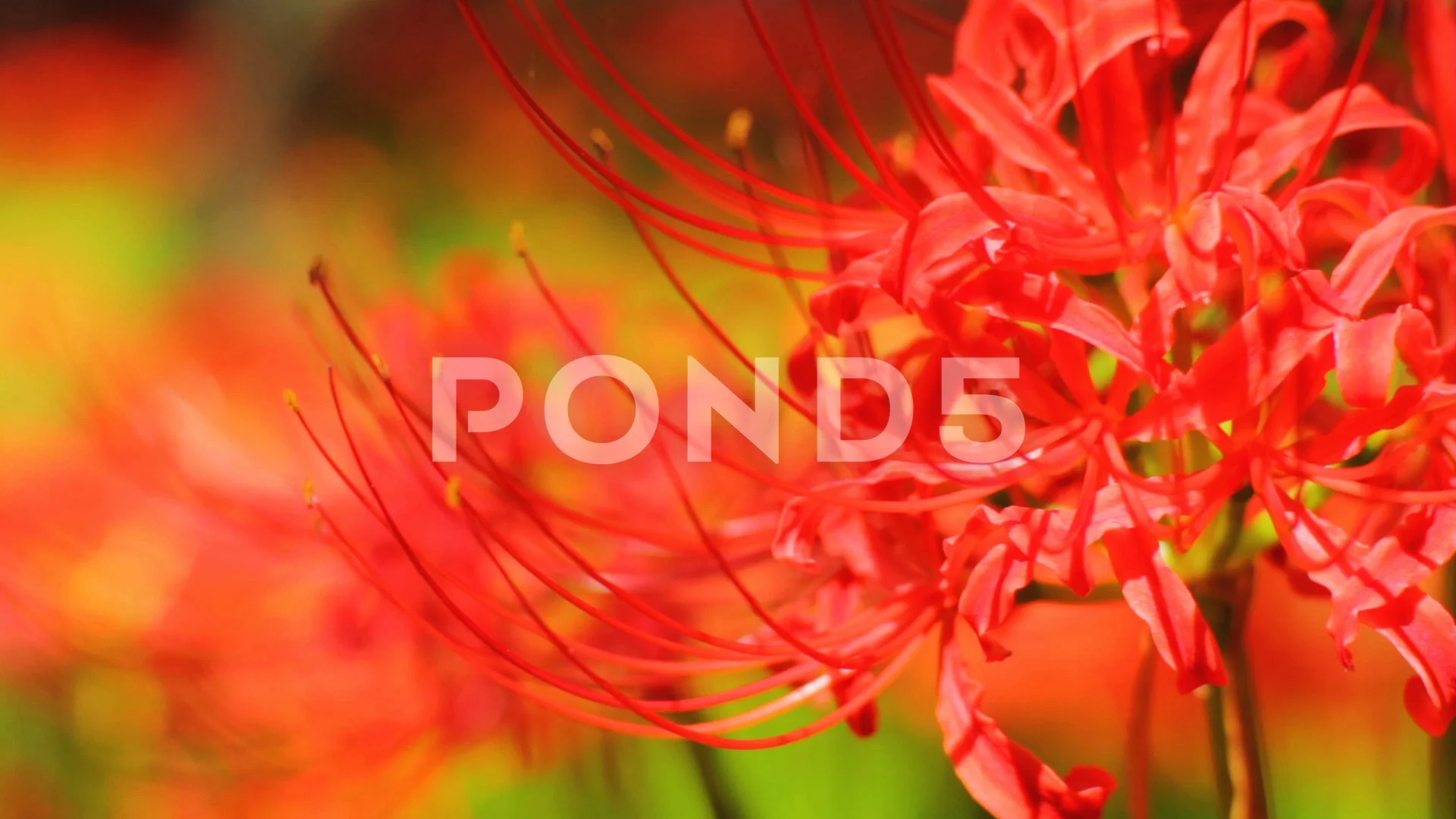 Cluster Amaryllis Close Up Front Shallow Stock Video Pond5